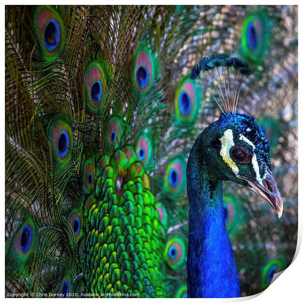 Peacock Print by Chris Dorney