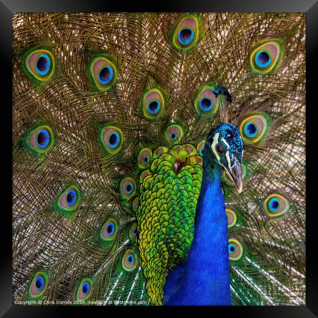Peacock Framed Print by Chris Dorney