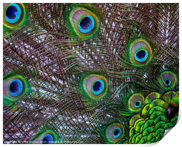 Peacock Feathers Print by Chris Dorney