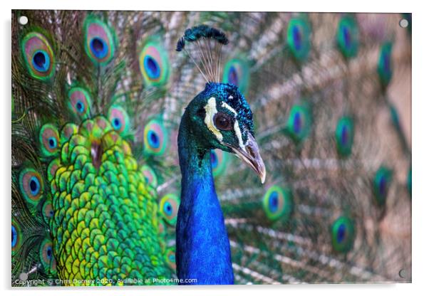 Peacock Acrylic by Chris Dorney