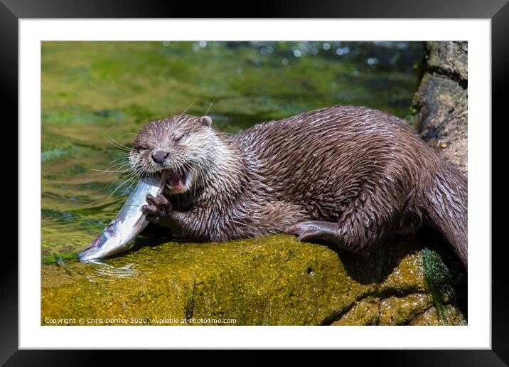 Otter Framed Mounted Print by Chris Dorney