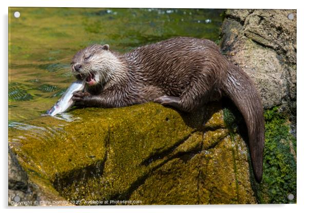 Otter Acrylic by Chris Dorney