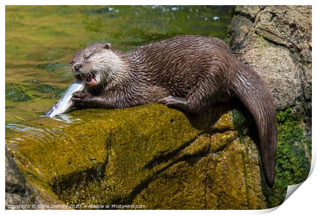Otter Print by Chris Dorney