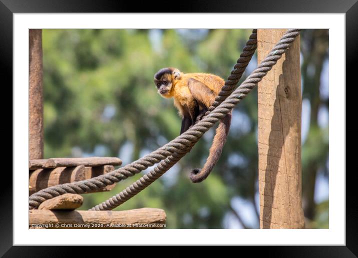 Brown Spider Monkey Framed Mounted Print by Chris Dorney