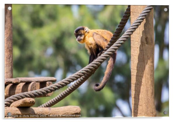 Brown Spider Monkey Acrylic by Chris Dorney