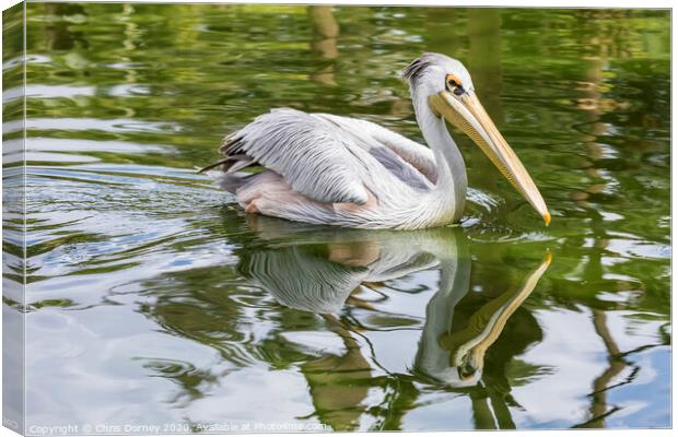 Great White Pelican Canvas Print by Chris Dorney