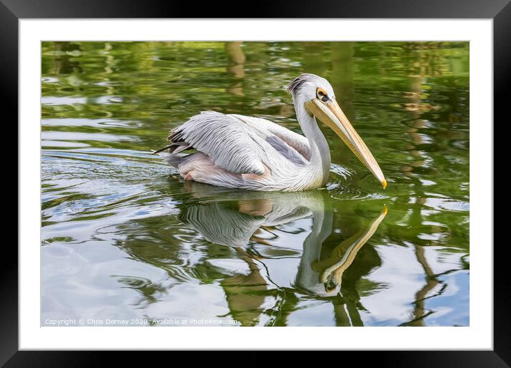 Great White Pelican Framed Mounted Print by Chris Dorney