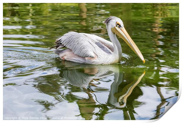 Great White Pelican Print by Chris Dorney