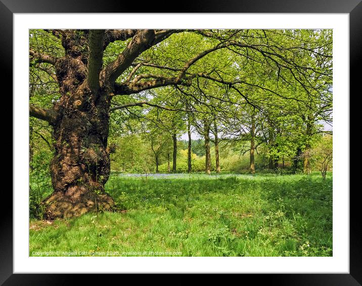 Chestnut Tree Framed Mounted Print by Angela Cottingham