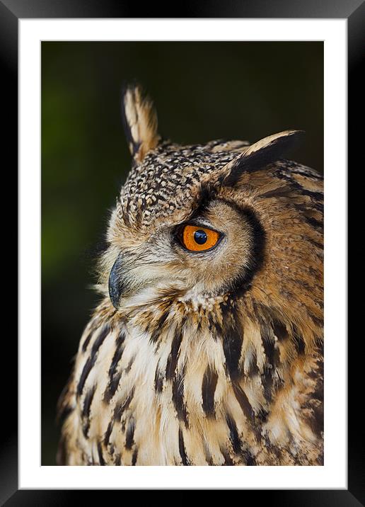 Eurasian Eagle-owl (Bubo bubo) Framed Mounted Print by Gabor Pozsgai