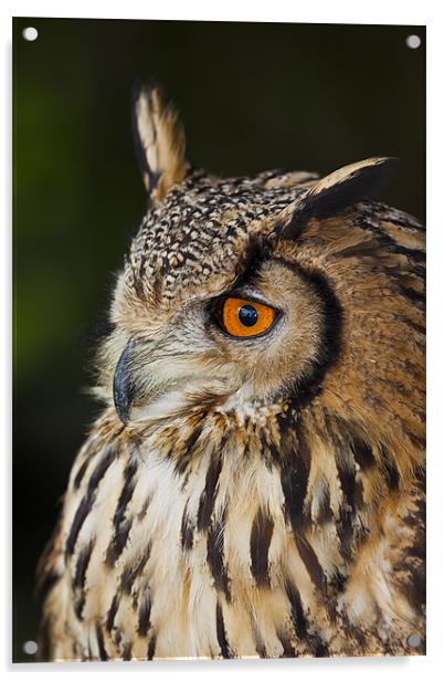Eurasian Eagle-owl (Bubo bubo) Acrylic by Gabor Pozsgai