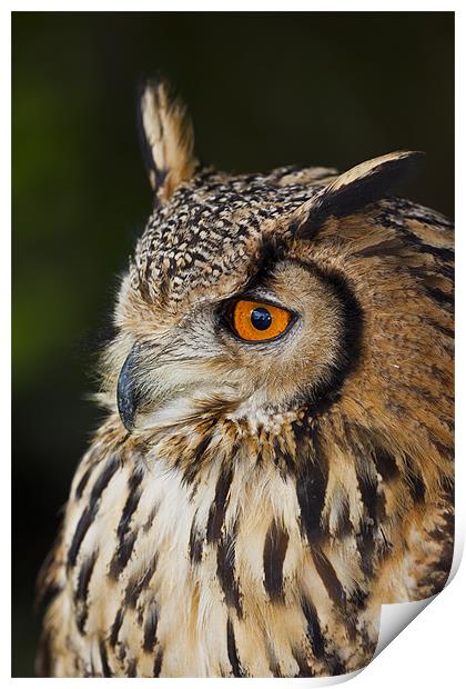 Eurasian Eagle-owl (Bubo bubo) Print by Gabor Pozsgai