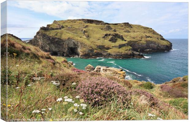 Heather at Tintagel Castle Canvas Print by Andrew Ray