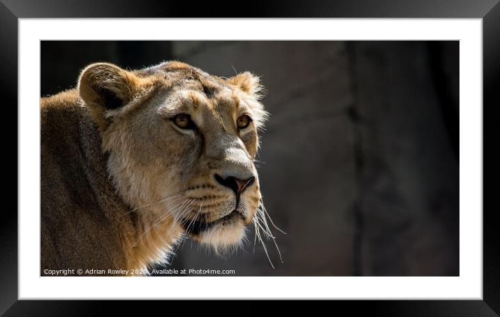 Mother of The Pride Framed Mounted Print by Adrian Rowley