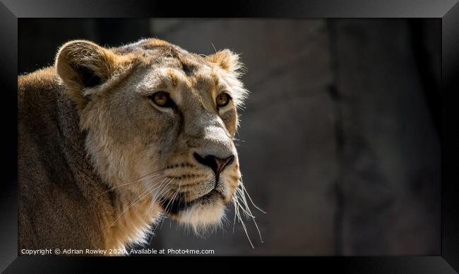 Mother of The Pride Framed Print by Adrian Rowley