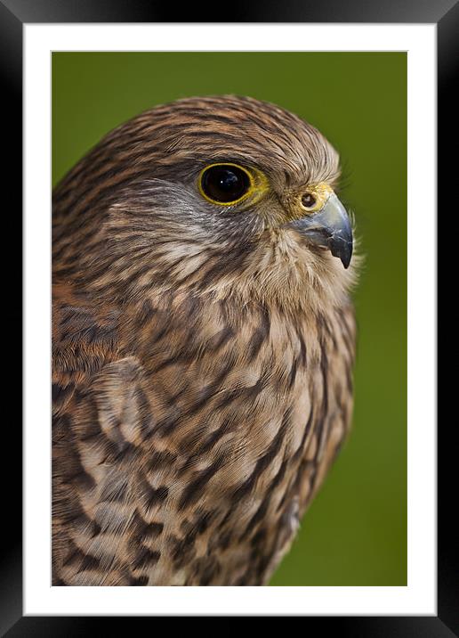 Common Kestrel (Falco tinnunculus) Framed Mounted Print by Gabor Pozsgai