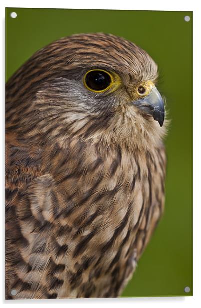 Common Kestrel (Falco tinnunculus) Acrylic by Gabor Pozsgai