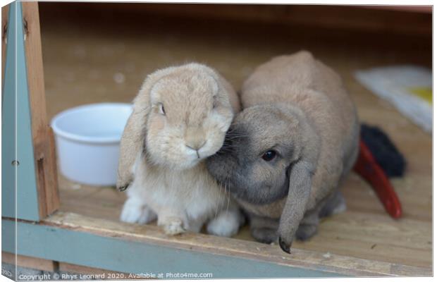 Two dwarf lop rabbits show affectionate nudge Canvas Print by Rhys Leonard