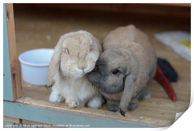 Two dwarf lop rabbits show affectionate nudge Print by Rhys Leonard