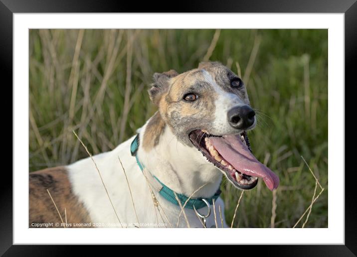Greyhound cools down after playing outdoors Framed Mounted Print by Rhys Leonard