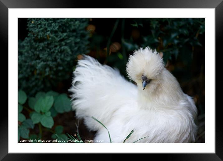 Very fluffy white silkie chicken Framed Mounted Print by Rhys Leonard