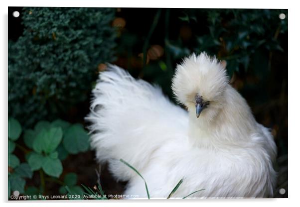 Very fluffy white silkie chicken Acrylic by Rhys Leonard