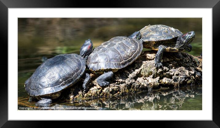 Three Turtles Framed Mounted Print by Chris Dorney