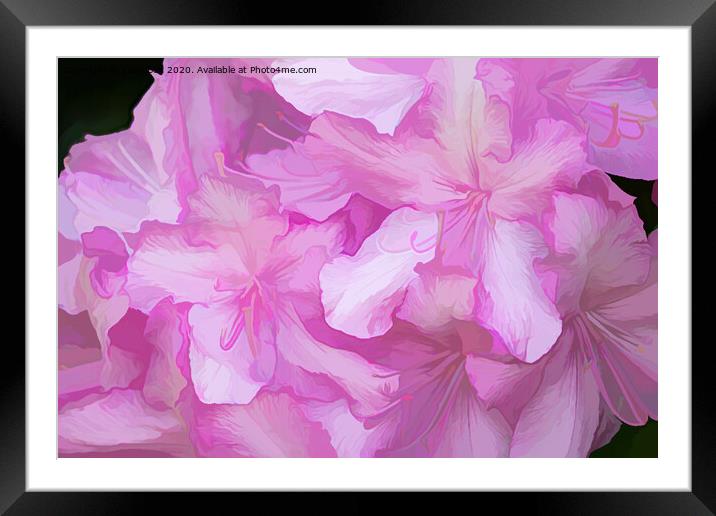 Acrylic Pink Rhododendrons Framed Mounted Print by Lynn Bolt