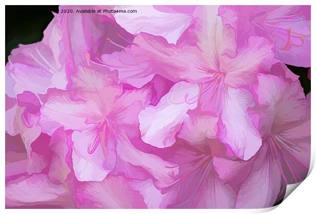 Acrylic Pink Rhododendrons Print by Lynn Bolt