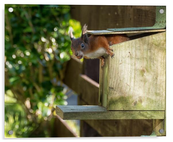 Peek a Boo Red Squirrel Acrylic by Lynn Bolt