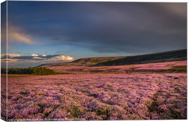 Sea of Heather Canvas Print by kevin cook