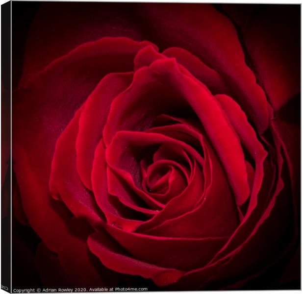 Red Rose Canvas Print by Adrian Rowley