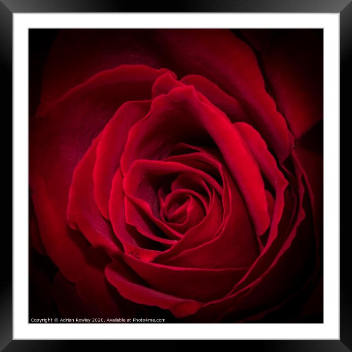 Red Rose Framed Mounted Print by Adrian Rowley