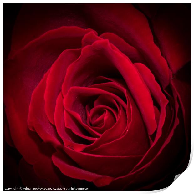 Red Rose Print by Adrian Rowley