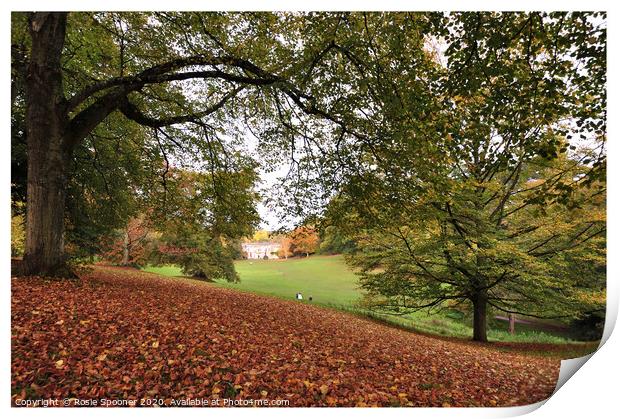 Autumn view through the trees Print by Rosie Spooner