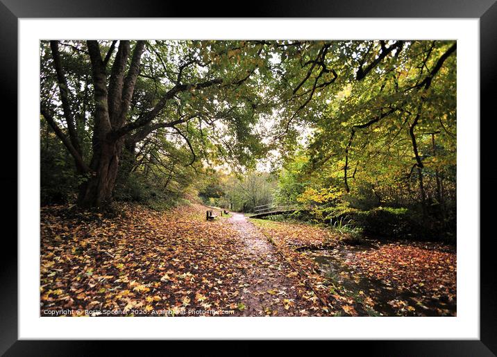 Autumn walk Cockington Framed Mounted Print by Rosie Spooner