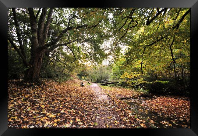 Autumn walk Cockington Framed Print by Rosie Spooner