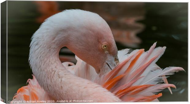Pruning Flamingo Canvas Print by Adrian Rowley