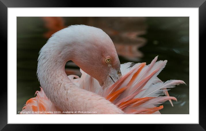 Pruning Flamingo Framed Mounted Print by Adrian Rowley