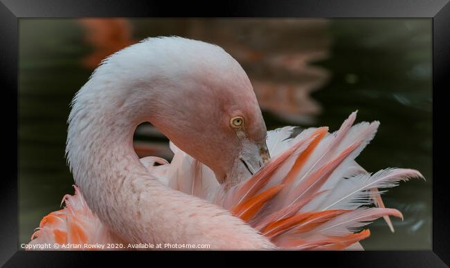 Pruning Flamingo Framed Print by Adrian Rowley