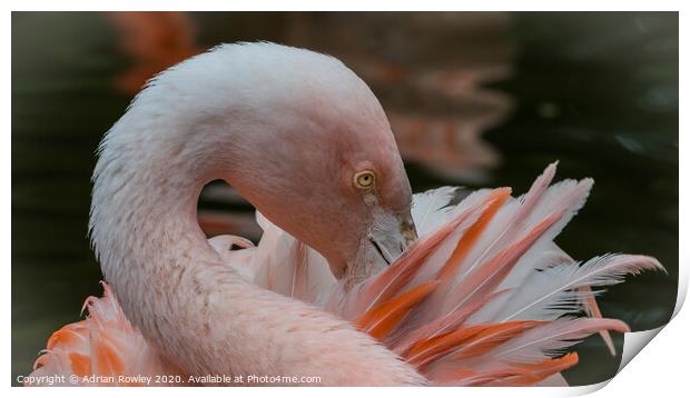 Pruning Flamingo Print by Adrian Rowley