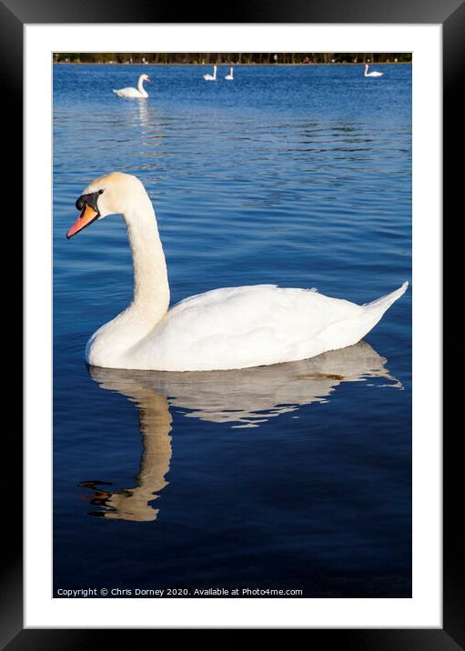 Swans on the Round Pond in Kensington Gardens Framed Mounted Print by Chris Dorney