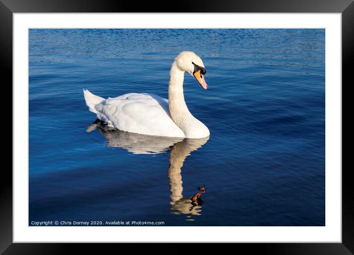 Swan on the Round Pond in Kensington Gardens Framed Mounted Print by Chris Dorney