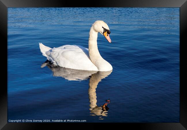 Swan on the Round Pond in Kensington Gardens Framed Print by Chris Dorney