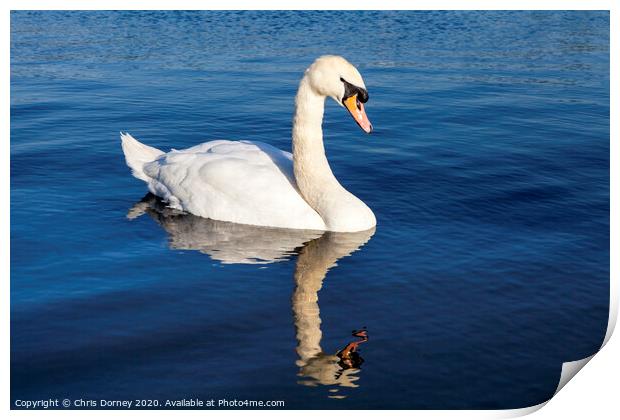 Swan on the Round Pond in Kensington Gardens Print by Chris Dorney