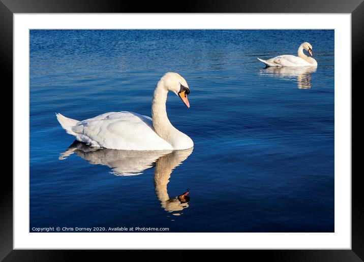 Swans on the Round Pond in Kensington Gardens Framed Mounted Print by Chris Dorney