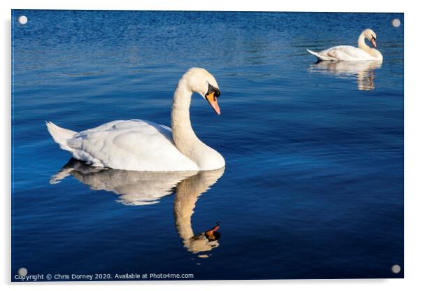 Swans on the Round Pond in Kensington Gardens Acrylic by Chris Dorney