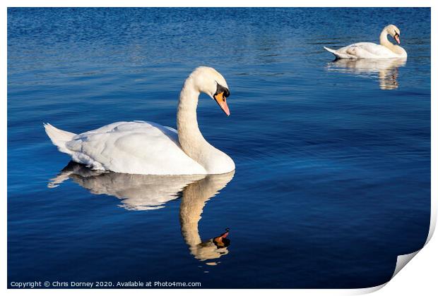 Swans on the Round Pond in Kensington Gardens Print by Chris Dorney