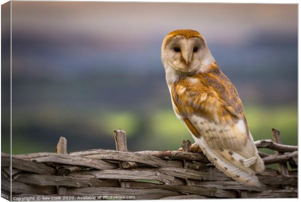Barn Owl Canvas Print by kevin cook