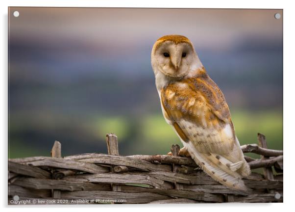 Barn Owl Acrylic by kevin cook